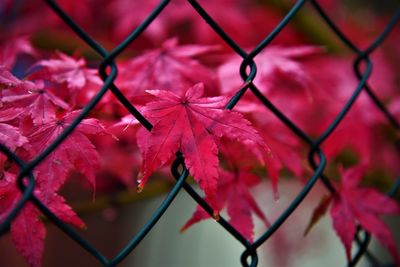 Close-up of maple leaves by chainlink fence