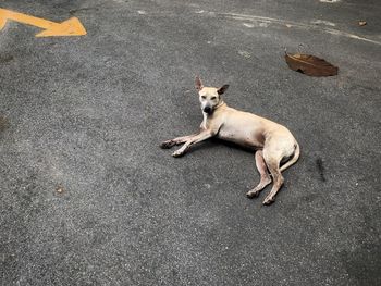 High angle view of dog on road