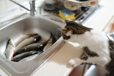 High angle view of cat looking at fish in sink