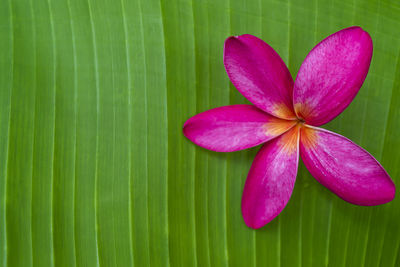 Close-up of pink flowering plant leaves