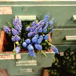 Close-up of purple flowering plant