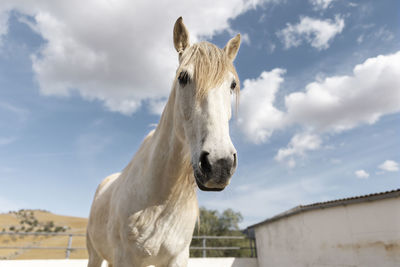 Beautiful unicorn horse nature