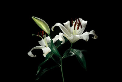 Close-up of white flowering plant against black background