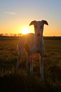 Portrait of cow standing on field against sky during sunset