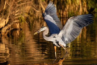 Great blue heron with fish in beak and wings spread