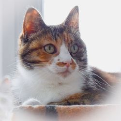 Close-up portrait of cat