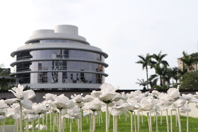 Low angle view of white flowering plants against sky