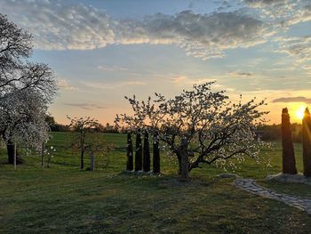 Trees on field against sky during sunset
