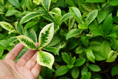Close-up of hand holding leaves