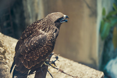 Beautiful portrait of an indian black kite bird, sitting on barbed wire of a building wall.