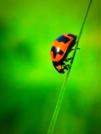 Close-up of insect on leaf