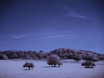 Trees on snow covered field against sky