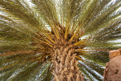 Low angle view of palm tree against sky