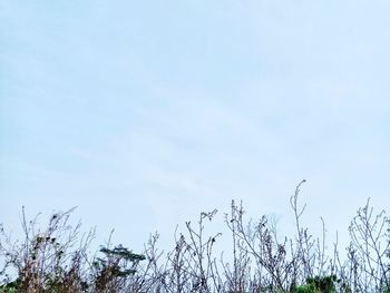 Low angle view of plants against sky