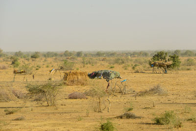 Horses in a field