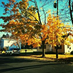 Autumn leaves on road