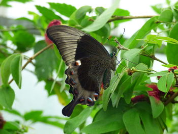 Close-up of insect on plant