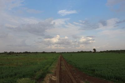 Scenic view of agricultural field against sky