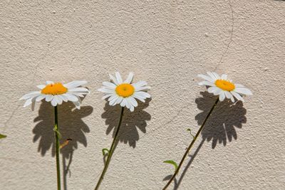 Close-up of fresh white flowers against wall