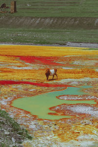 Dog running on field