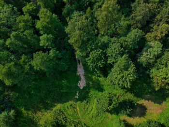 Full frame shot of trees in forest