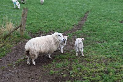 Sheep on field