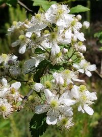 Close-up of white cherry blossoms in spring