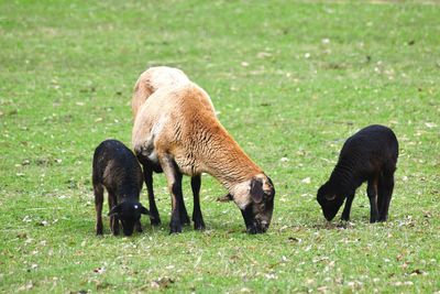 Sheeps  grazing in a field