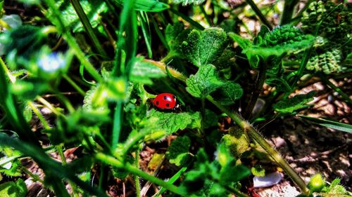 Close-up of ladybug on plant