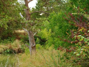 Trees on grassy field