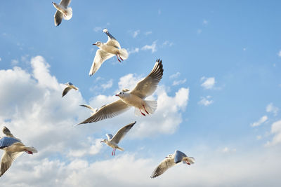 Low angle view of seagulls flying