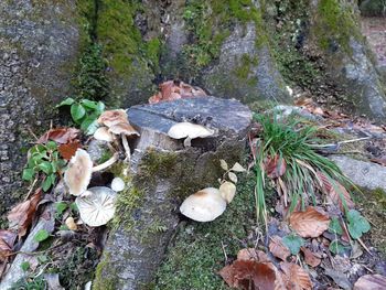 High angle view of mushrooms growing on rock