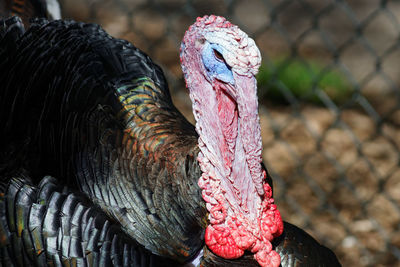 Close-up of turkey