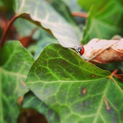 Close-up of insect on leaf