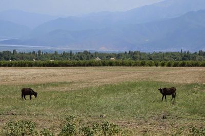 Cows grazing on field against mountains