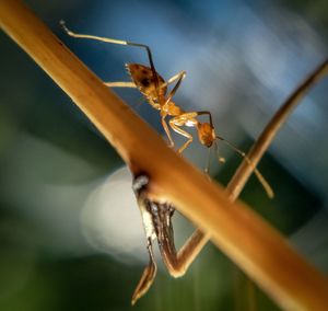 Close-up of insect on twig