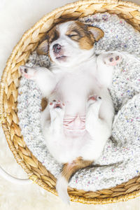 Portrait of a cute newborn jack russell terrier puppy sleeping in a basket close-up, top view. 