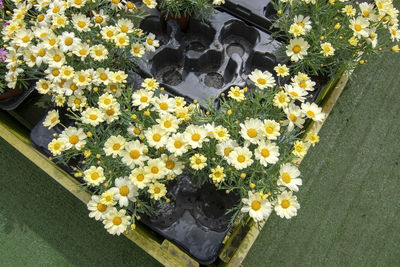 High angle view of yellow flowering plant in pot