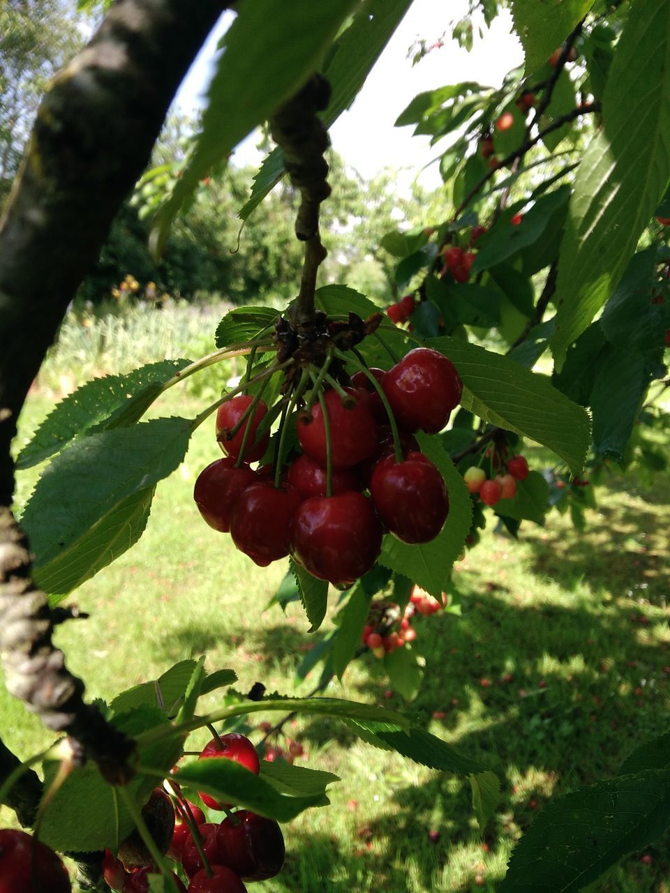 CLOSE-UP OF RED BERRIES GROWING ON PLANT