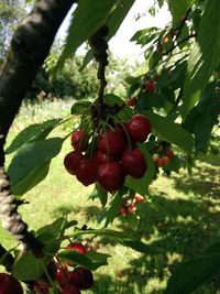 Close-up of red berries growing on tree