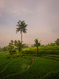 Scenic view of palm trees on field against sky