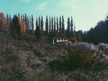 Panoramic view of trees on field against sky