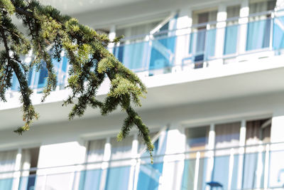 Low angle view of trees against building