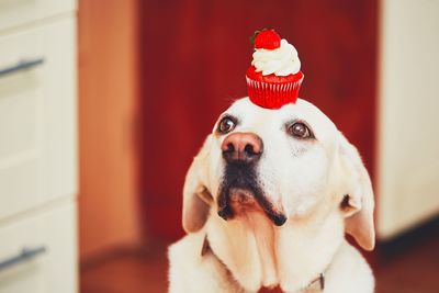 Close-up portrait of dog