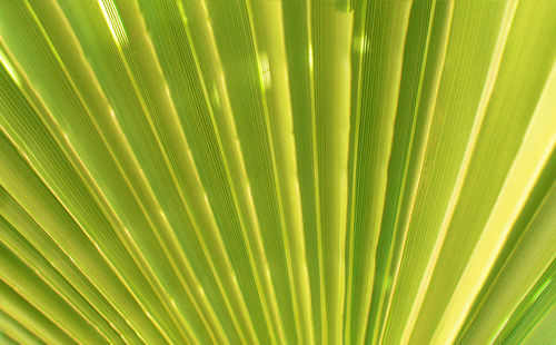 Full frame shot of palm leaf