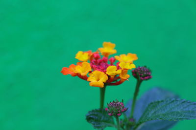 Close-up of yellow flower