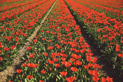 Close-up of red flowers growing in field