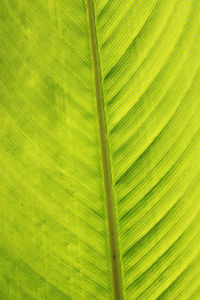 Full frame shot of palm tree