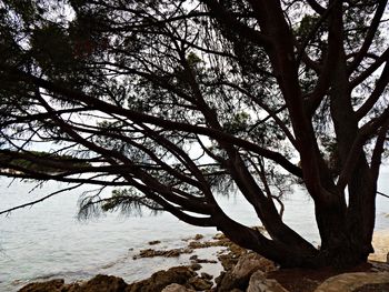 Tree by water against sky