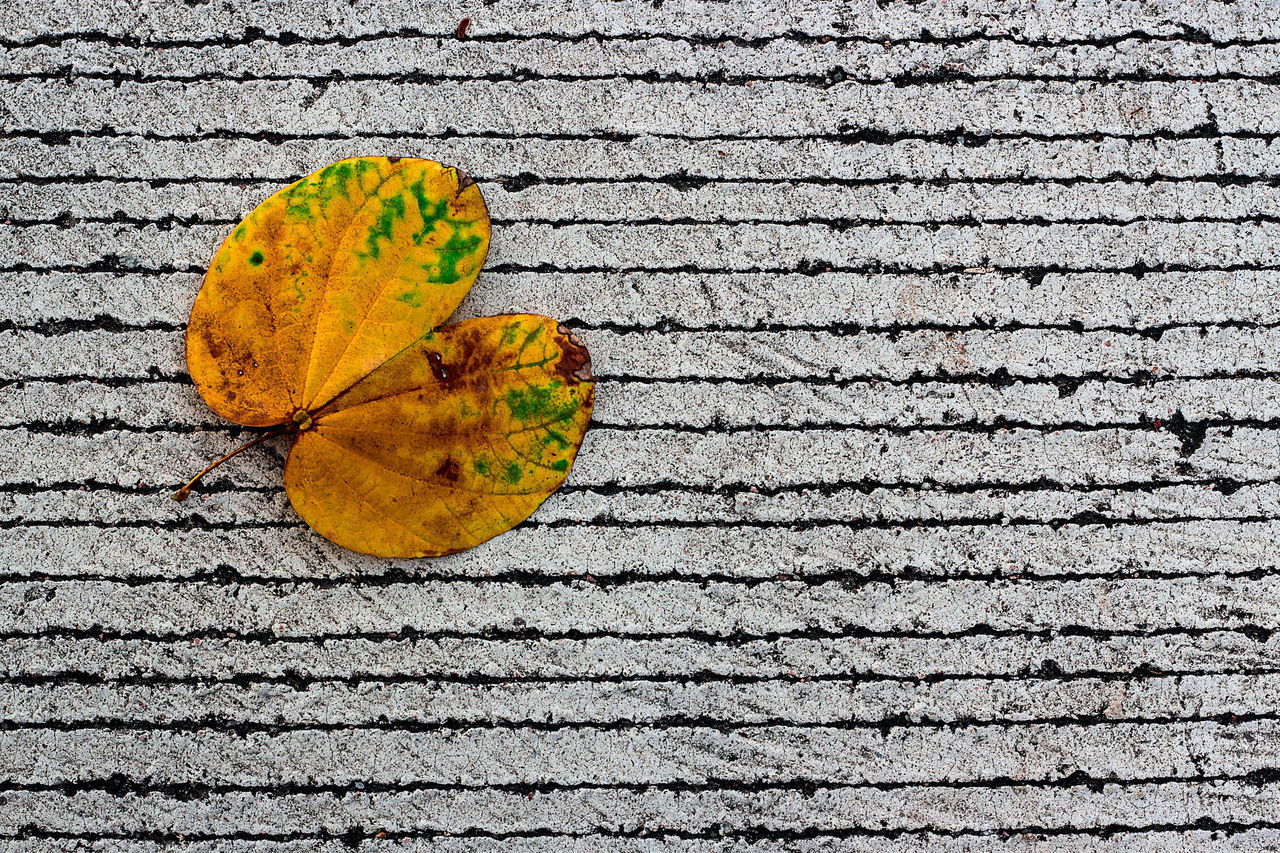 CLOSE-UP OF MAPLE LEAF ON YELLOW AUTUMN